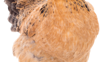  母鸡100级装备选择,养100个母鸡一天能下多少蛋？